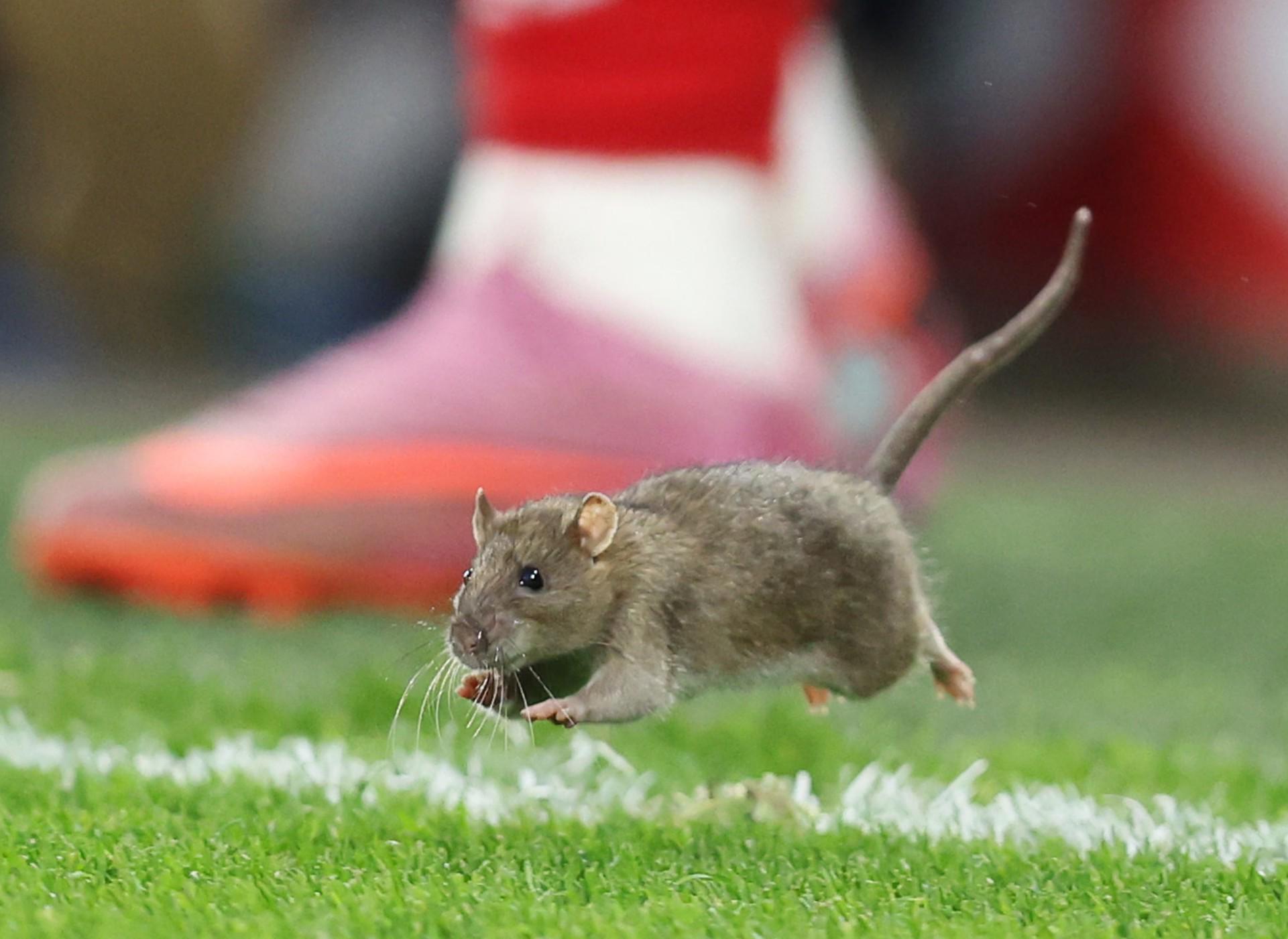 跑进球场, 纳什表示, 不远 跑进球场, 纳什表示, 不远